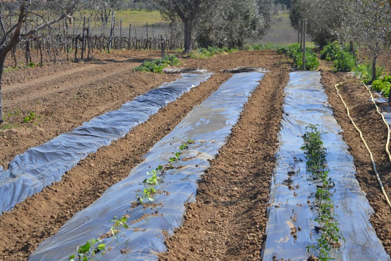Agriturismo Il Laghetto Grosseto Exteriér fotografie